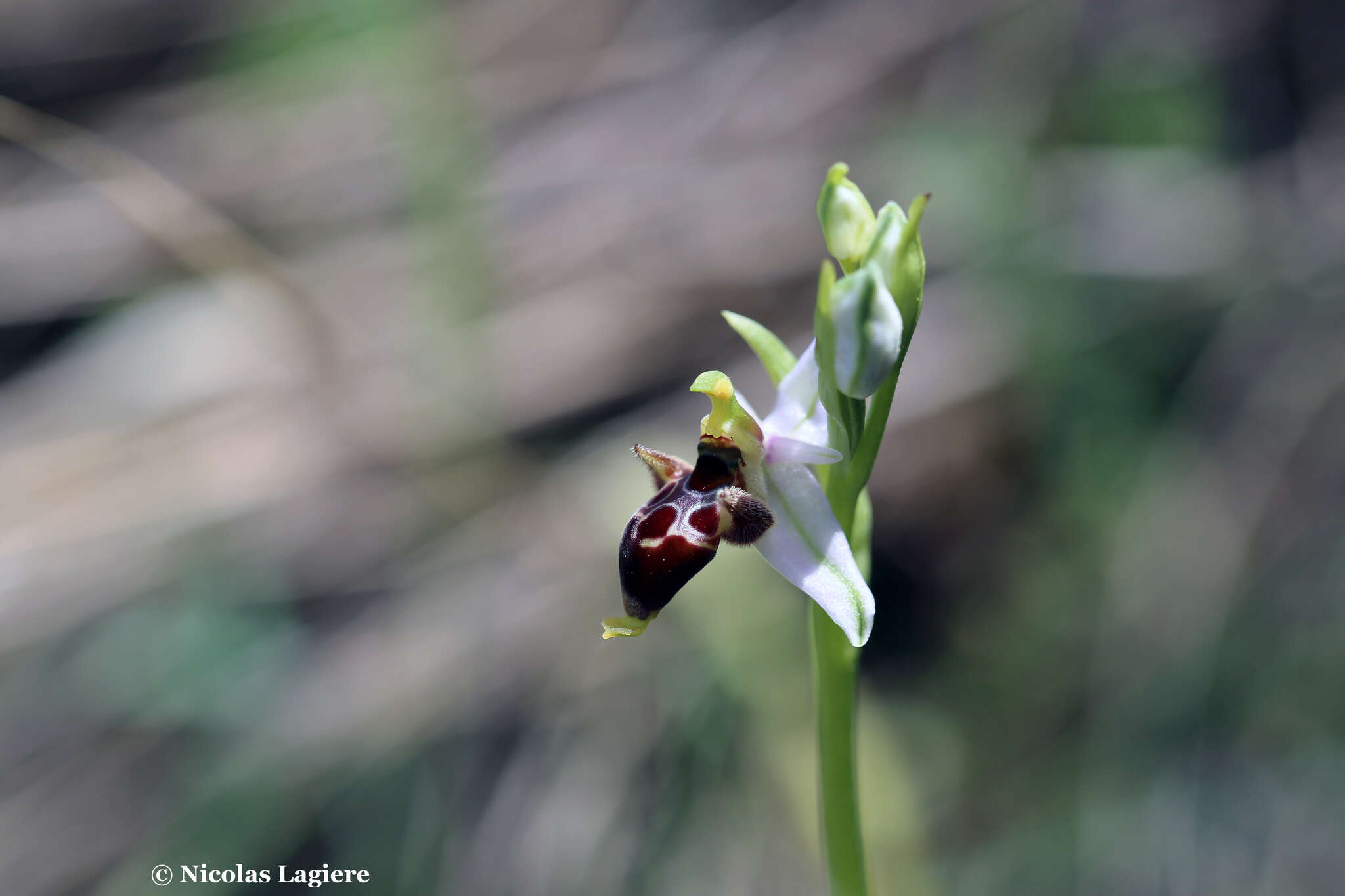 Image of Ophrys oestrifera subsp. bremifera (Steven) K. Richt.