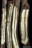 Plancia ëd Oidaematophorus balanotes