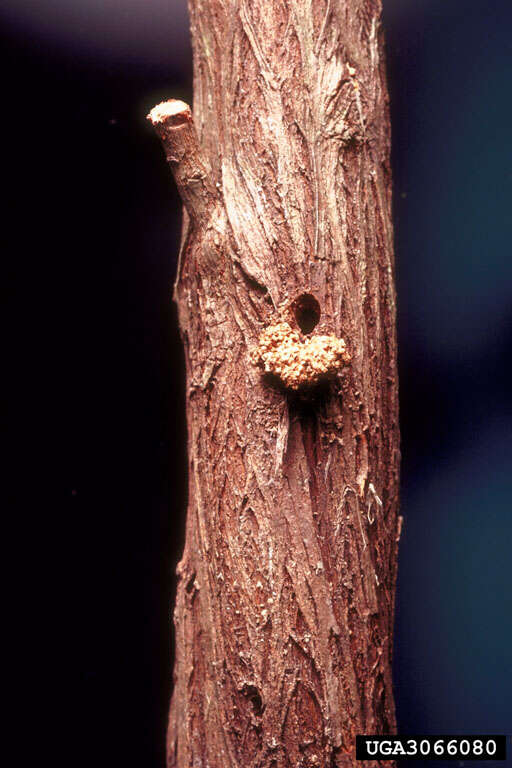 Image of Oidaematophorus balanotes