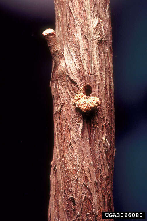 صورة Oidaematophorus balanotes