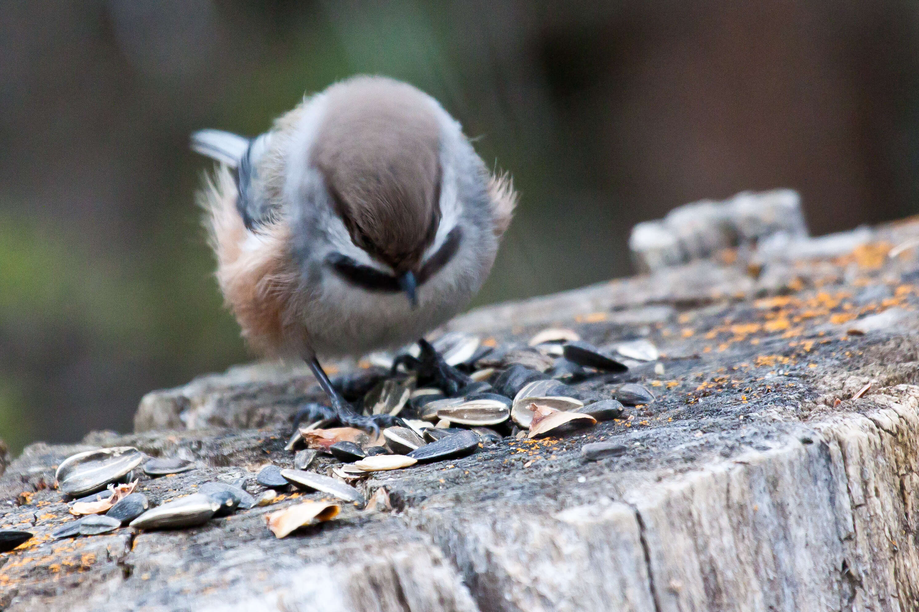 Image de Mésange à tête brune