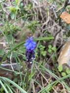 صورة Muscari pulchellum Heldr. & Sart.