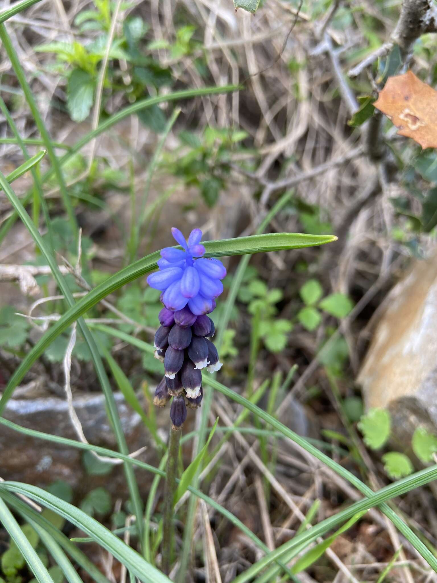 صورة Muscari pulchellum Heldr. & Sart.