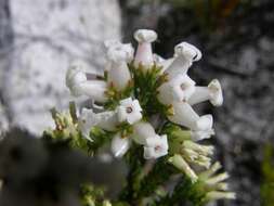 Image of Erica denticulata var. denticulata