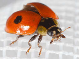 Image of twospotted lady beetle