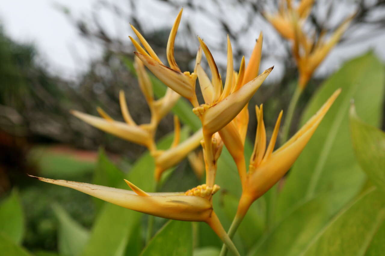 Image of Heliconia angusta Vell.