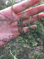 Image de Cassinia sifton Orchard