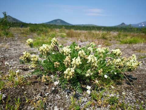 Image de Oxytropis evenorum Jurtzev & A. P. Khokhr.