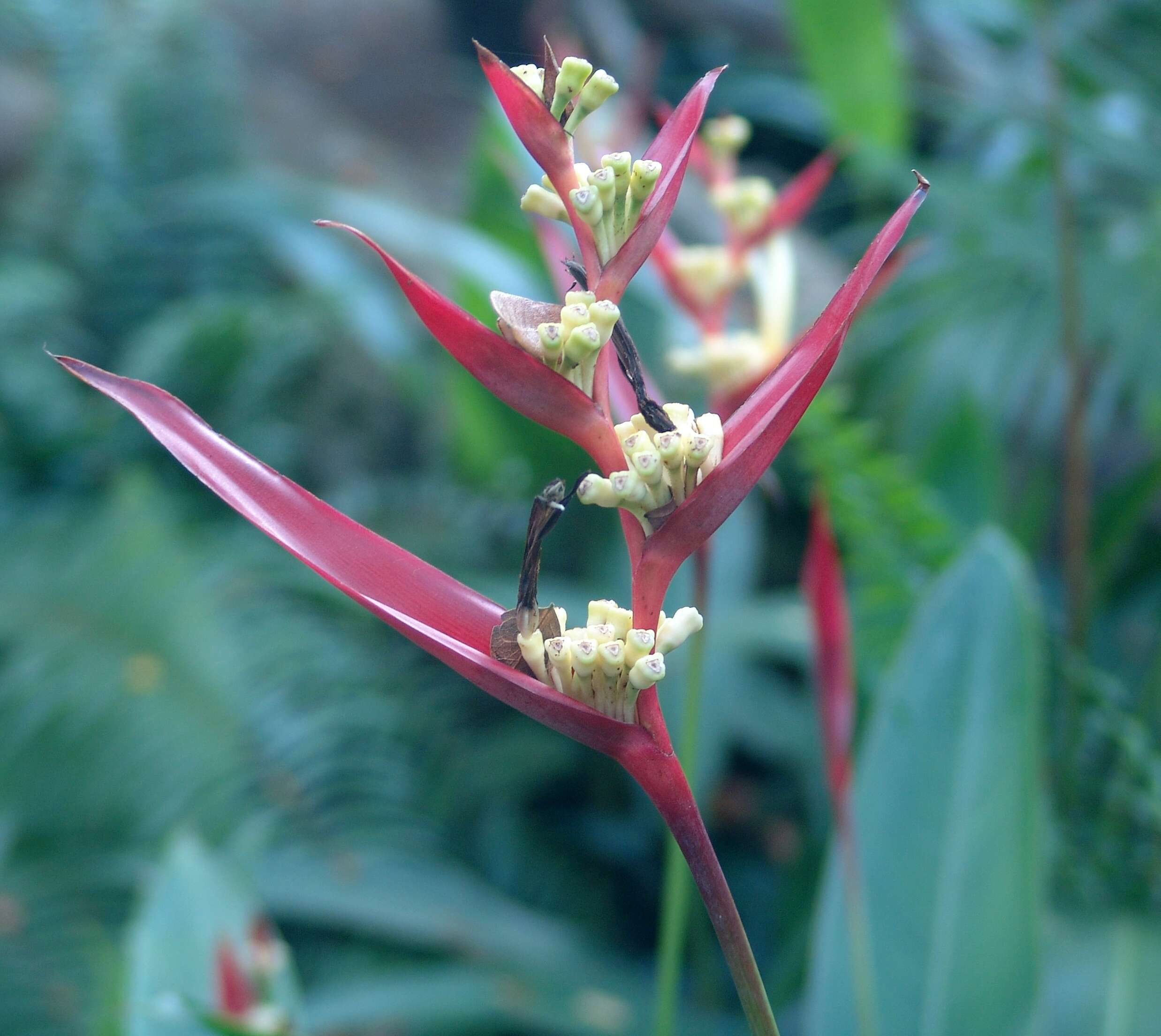 Image of Heliconia burleana Abalo & G. Morales