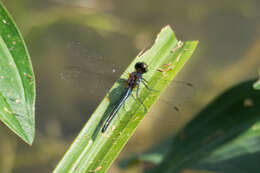 Imagem de Chalybeothemis fluviatilis Lieftinck 1933