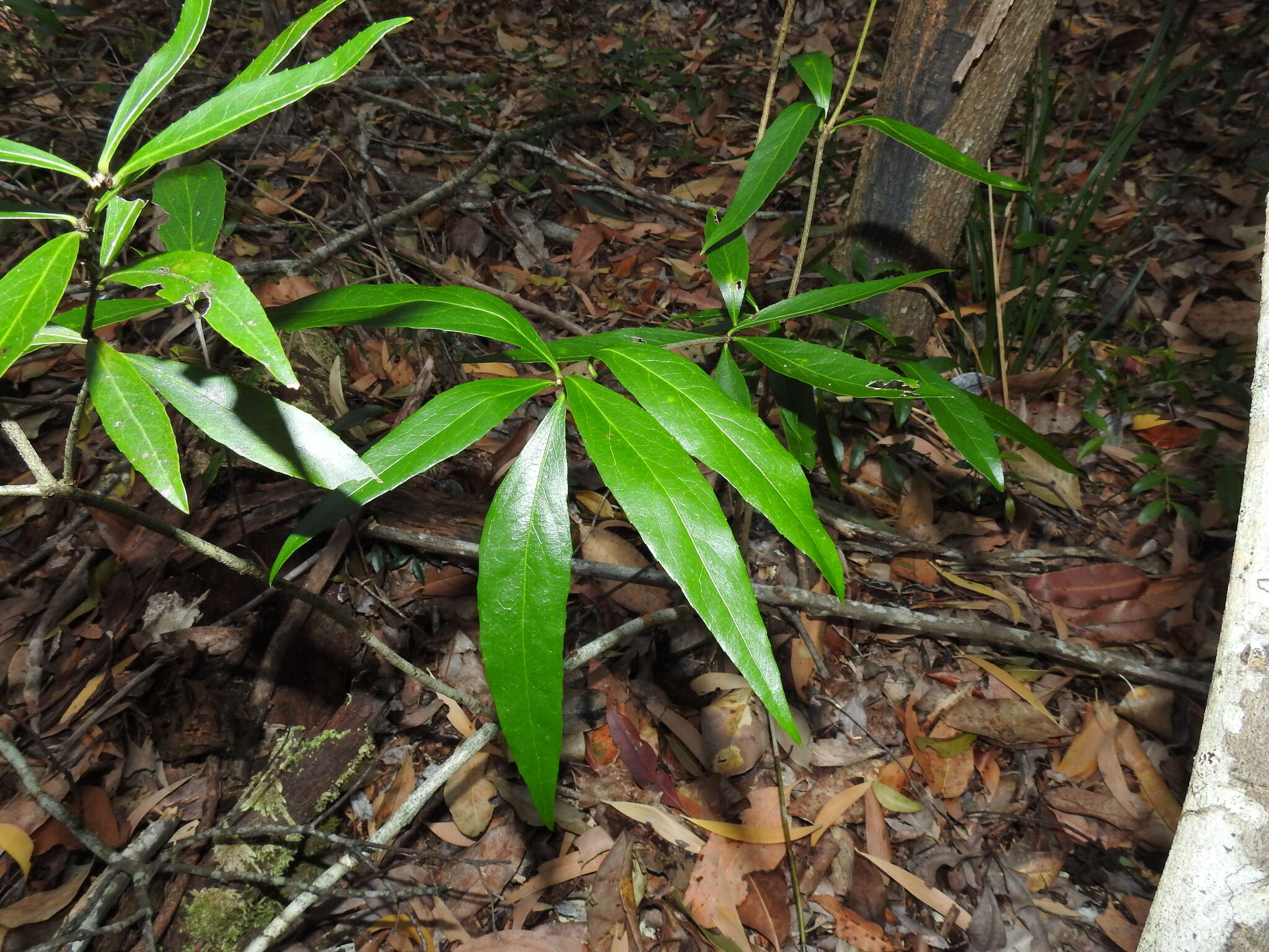 Image of Denhamia celastroides (F. Müll.) L. W. Jessup