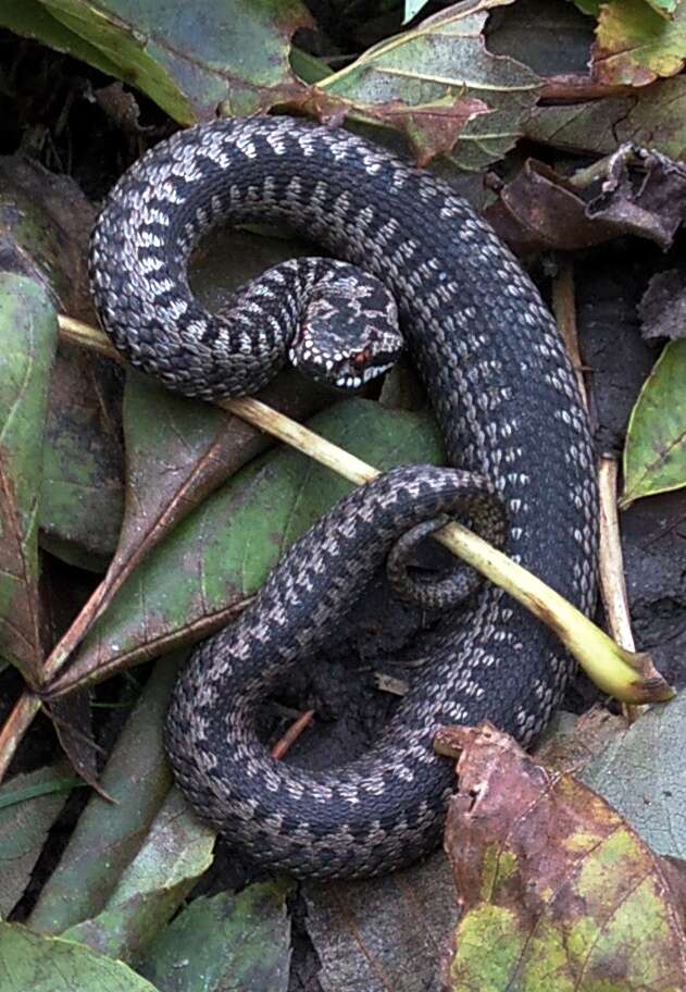 Image of Adder