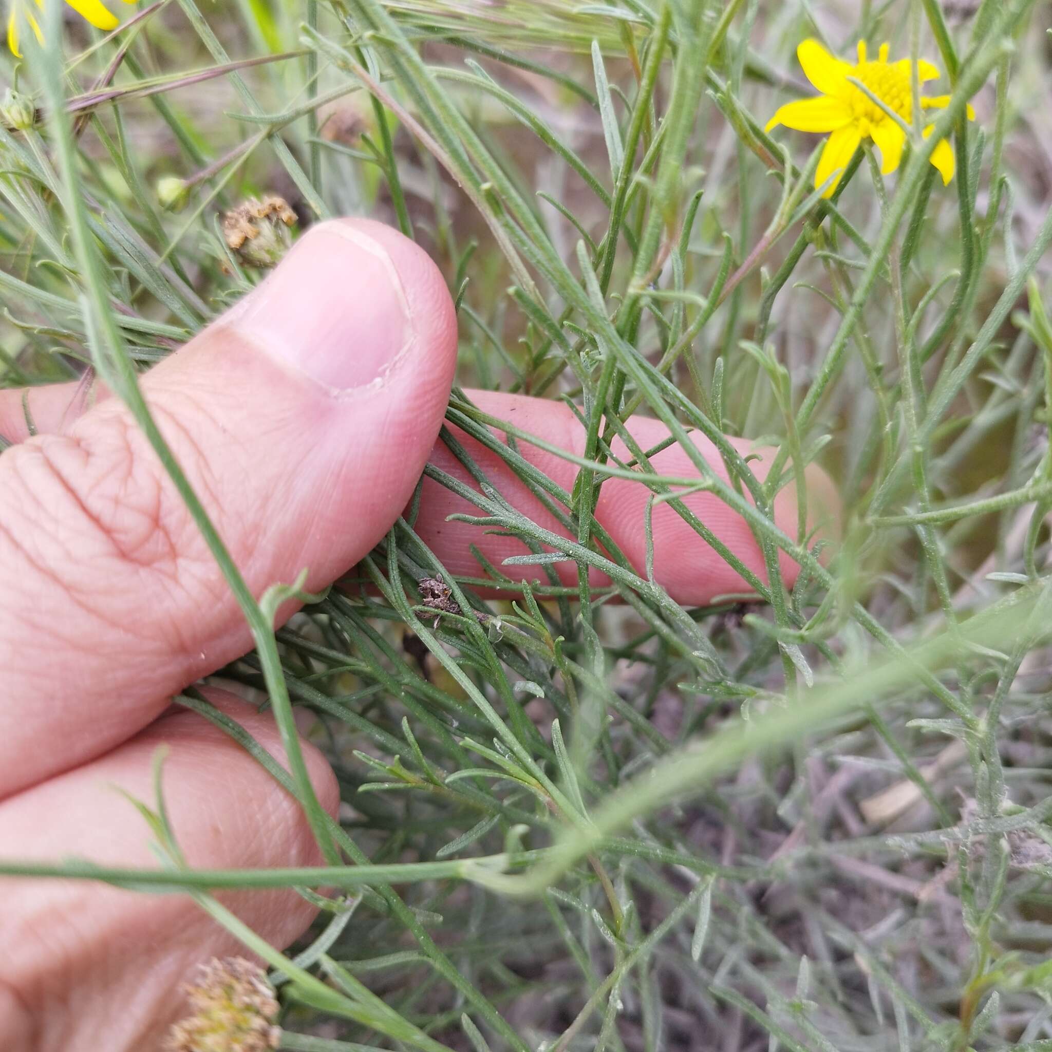 Image of Gutierrezia sericocarpa (A. Gray) M. A. Lane