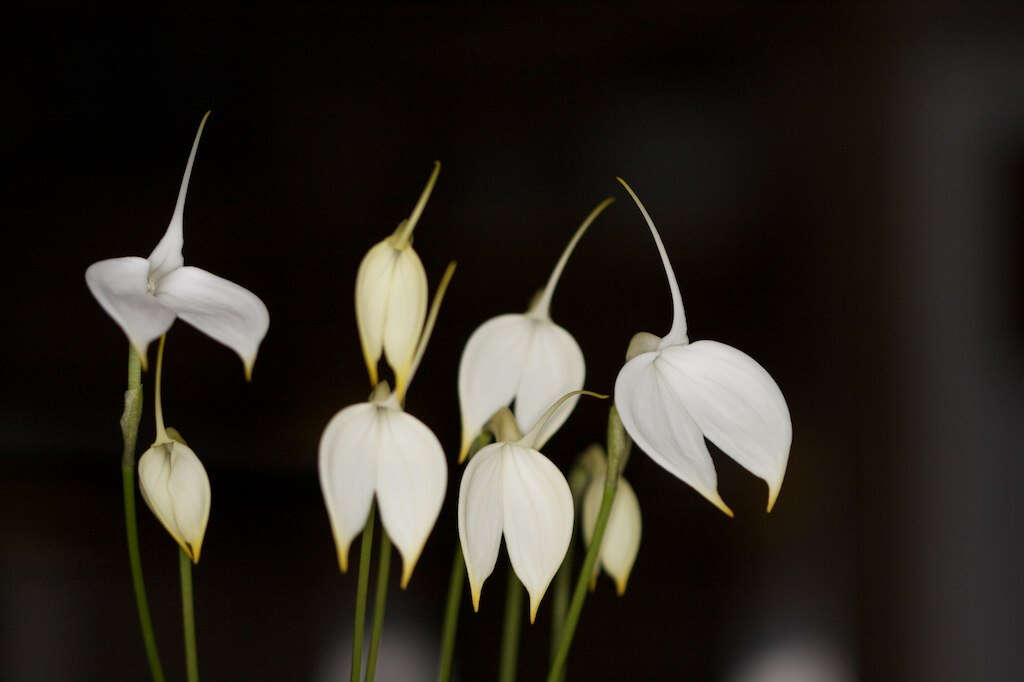 Image de Masdevallia coccinea Linden ex Lindl.