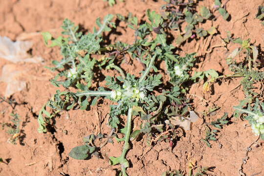 Image of Parthenium bipinnatifidum (Ortega) Rollins