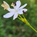 Image de Libertia paniculata (R. Br.) Spreng.