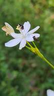 Image de Libertia paniculata (R. Br.) Spreng.