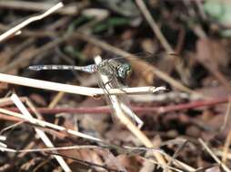 Слика од Orthetrum brachiale (Palisot de Beauvois 1817)