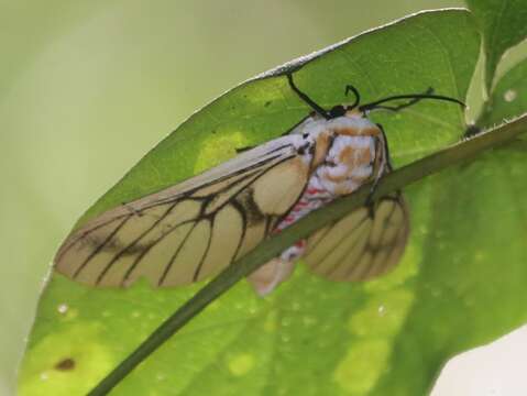 Слика од <i>Balacra rubrostriata</i>