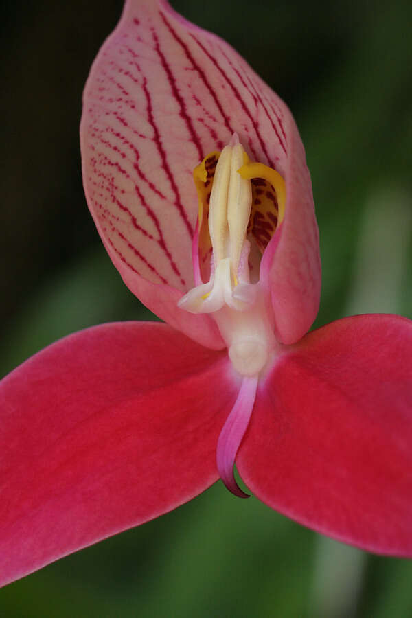 Image of Red Disa