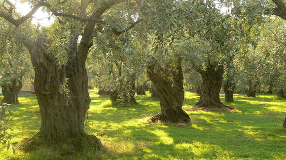 Image of olive tree