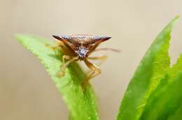 Image of Bilberry shield bug