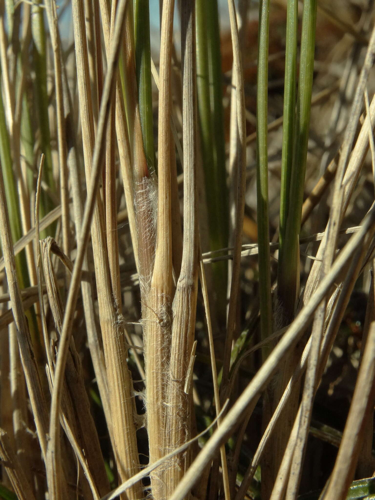 Image of Chionochloa lanea Connor