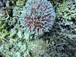 Image of bush coral