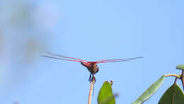 Tramea eurybia Selys 1878 resmi