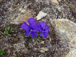 Image of Viola altaica Ker-Gawl.