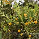 Image of Two-nerved wattle