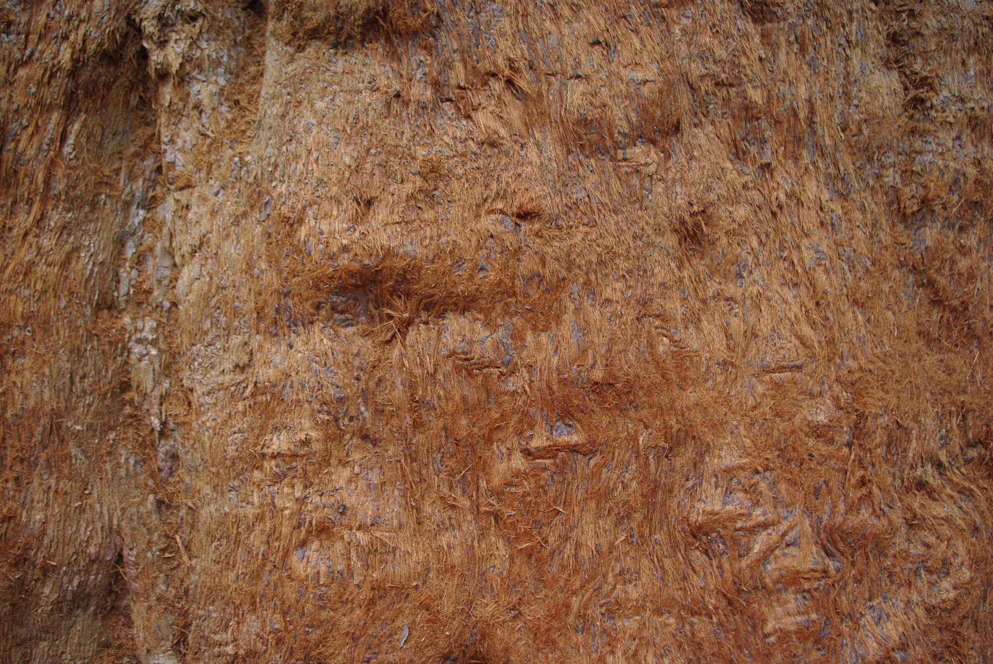 Image of giant sequoia