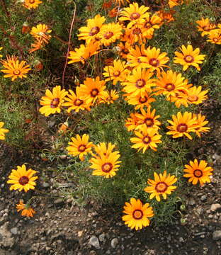 Image of Ringed ursinia