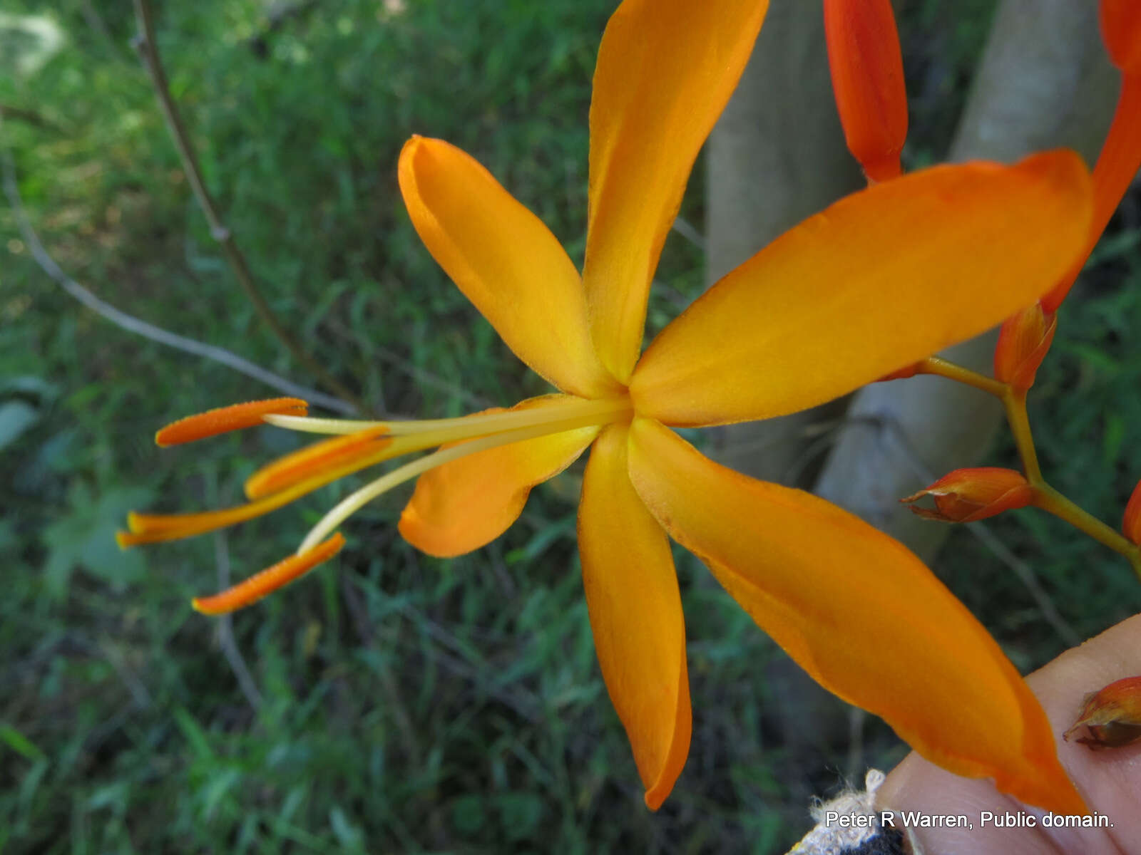 صورة Crocosmia aurea subsp. aurea