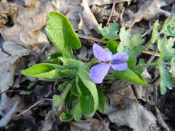 Image of Viola ambigua Waldst. & Kit.