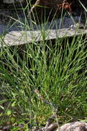 Image of Creeping Molasses Grass