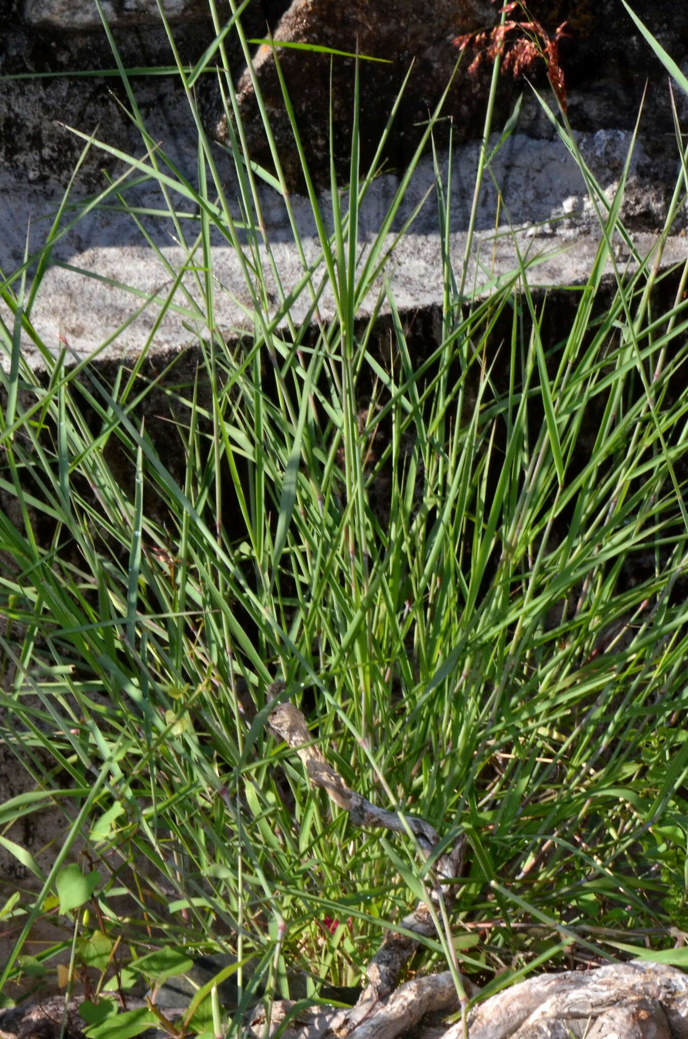 Image of Creeping Molasses Grass