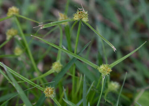 Image of Asian spikesedge