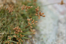 Image de Fimbristylis cymosa R. Br.