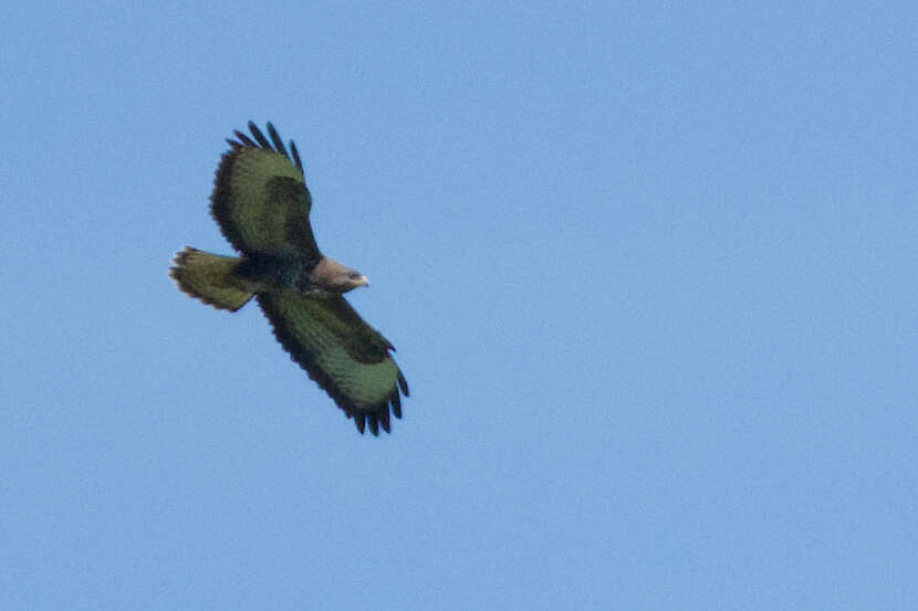 Image of Buteo buteo buteo (Linnaeus 1758)