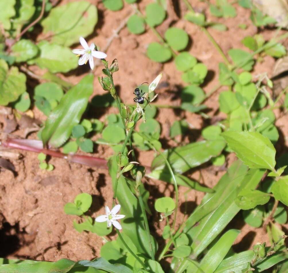 Image of Chlorophytum modestum Baker