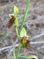 Calochilus paludosus R. Br.的圖片