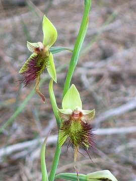 Calochilus paludosus R. Br.的圖片