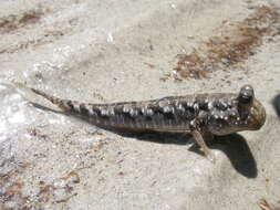 Image of Barred mudskipper