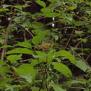 Plancia ëd Cornus sericea subsp. sericea