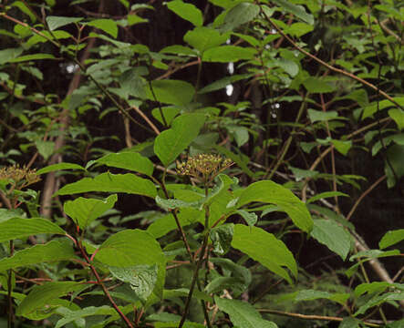 Sivun Cornus sericea subsp. sericea kuva