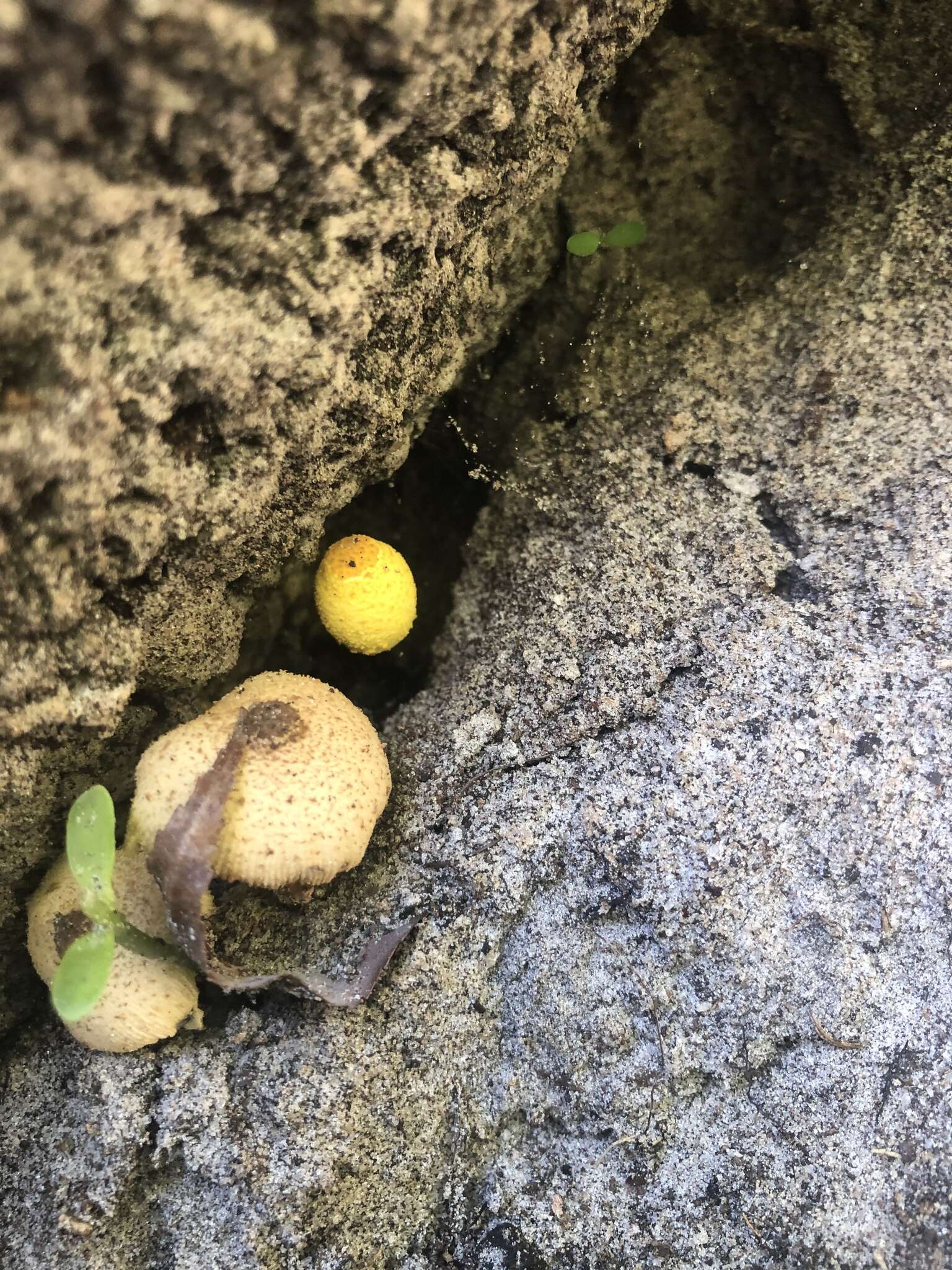 Image of Leucocoprinus tricolor H. V. Sm. 1981