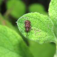 Dicladispa (Dicladispa) testacea (Linnaeus 1767) resmi