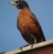 Image of American Robin