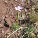 Image de Dianthus multiceps subsp. multiaffinis